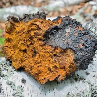 CHAGA